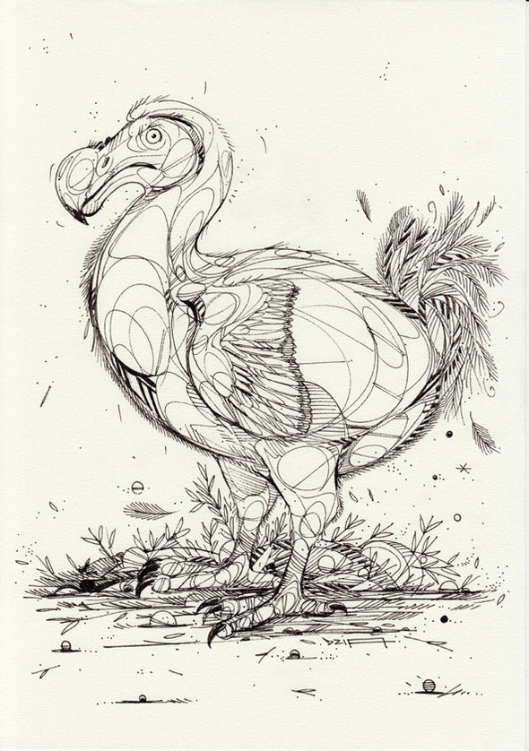 DZIA "Dodo drawing"