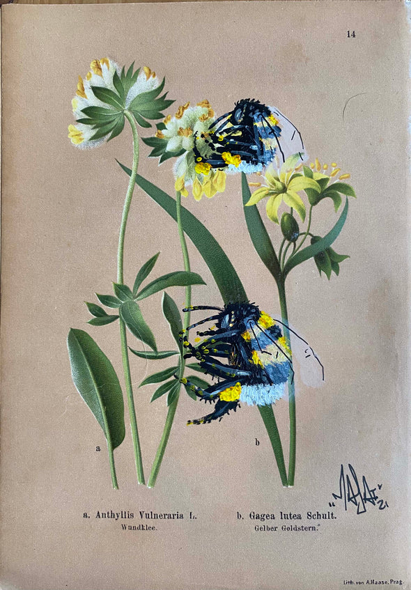 Louis Masai "Bee prepared for spring blooms (1)"