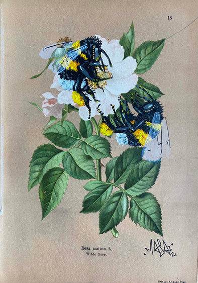 Louis Masai "Bee prepared for spring blooms (3)"