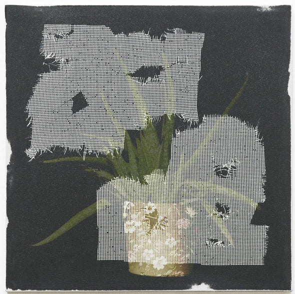 Daniel Hojnacki "Window Plant in Black" -------- -------- 